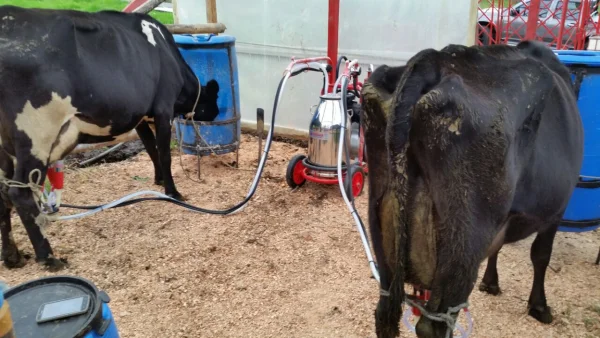Carro de ordeño para 2 vacas -3