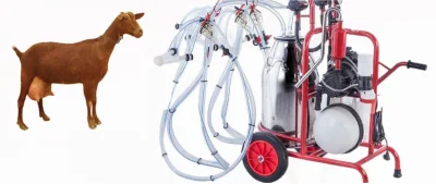 Carros de ordeño para cabras 