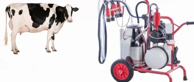 Carros de ordeño para vacas 